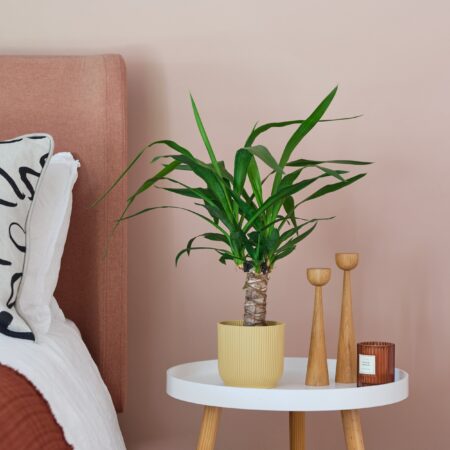 Yucca House Plant in Elho Pot Plastic Yellow