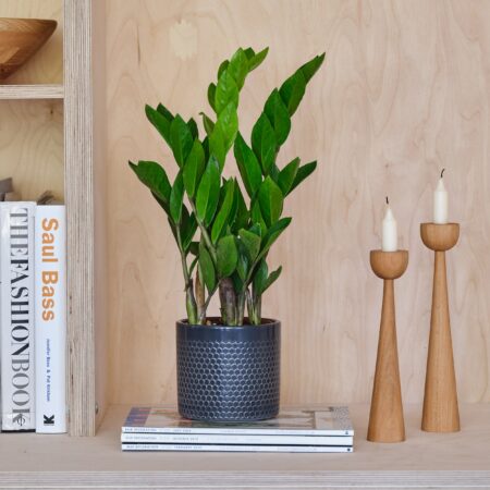ZZ House Plant in Capri Pot Ceramic Black