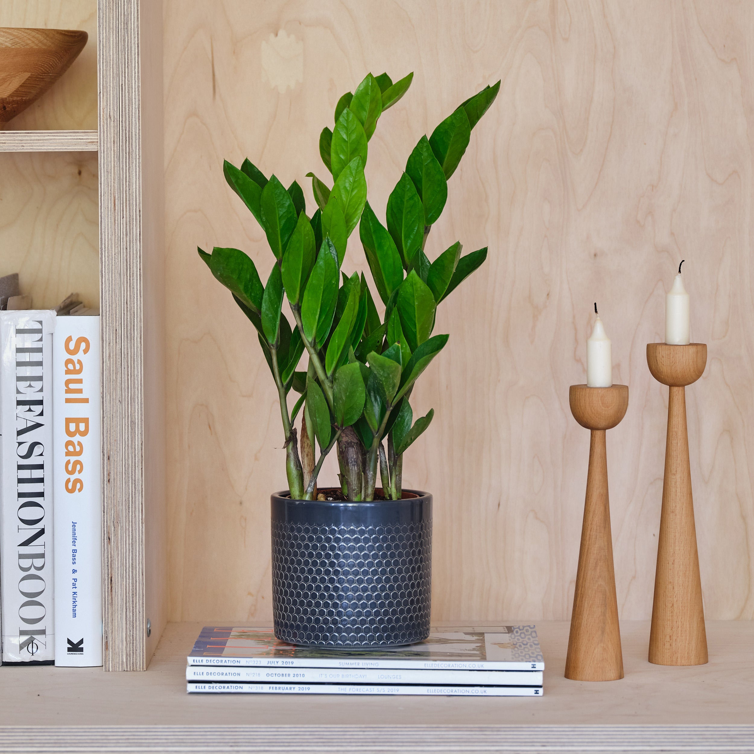 ZZ House Plant in Capri Pot Ceramic Black