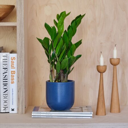 ZZ House Plant in Earthenware Pot Earthenware Blue
