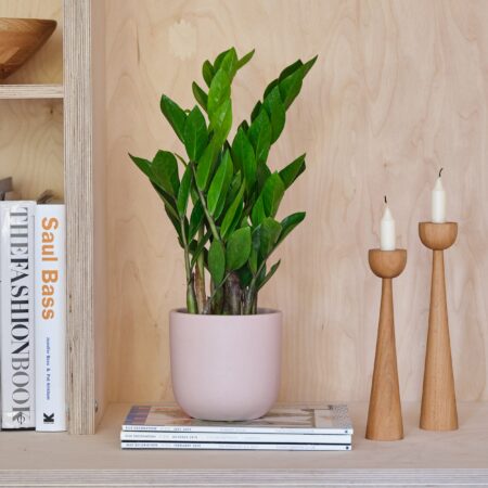 ZZ House Plant in Earthenware Pot Earthenware Pink