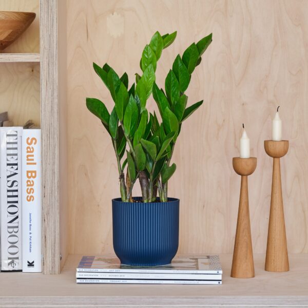 ZZ House Plant in Elho Pot Plastic Navy