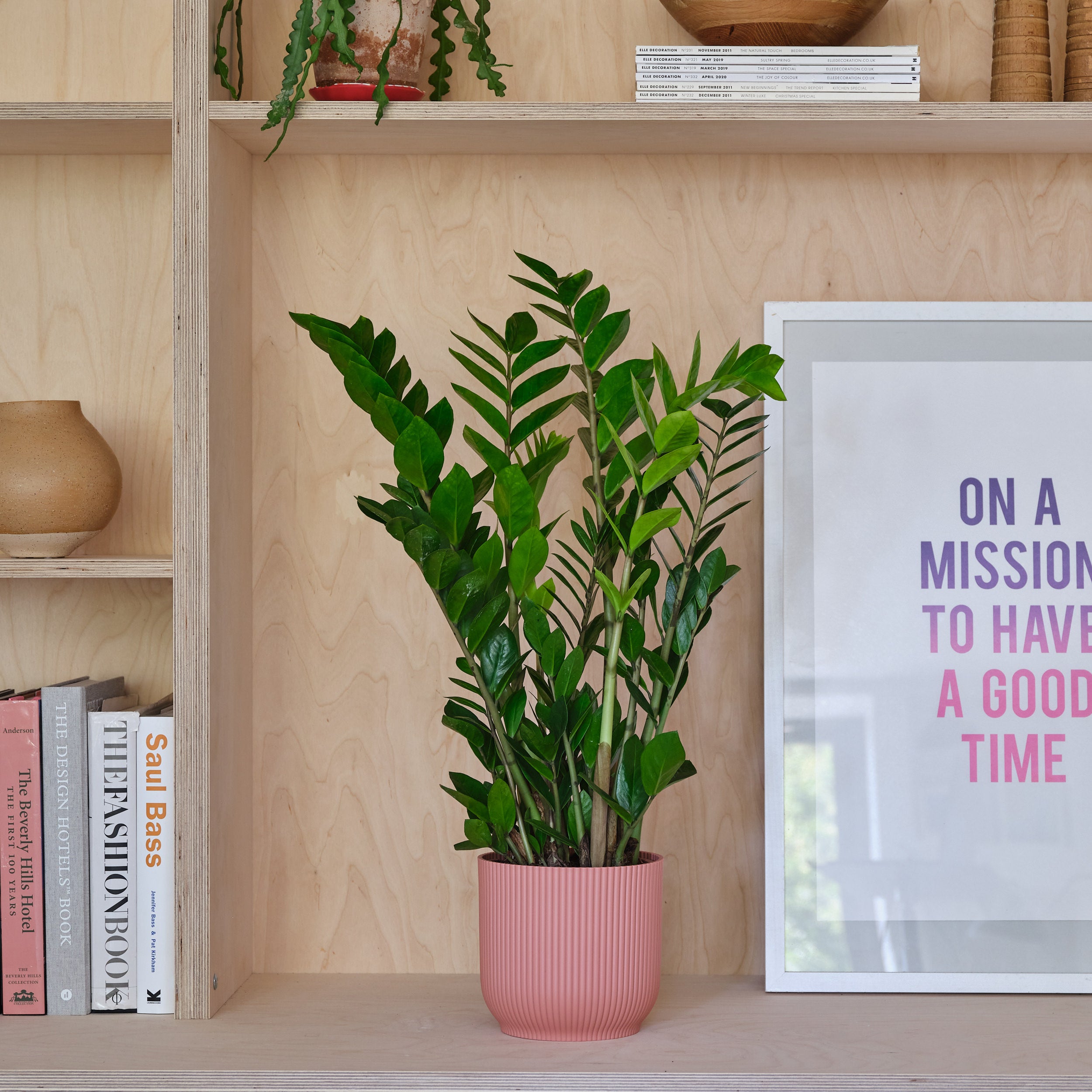 ZZ House Plant in Elho Pot Plastic Pink