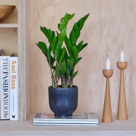 ZZ House Plant in Ribbed Pot Ceramic Navy