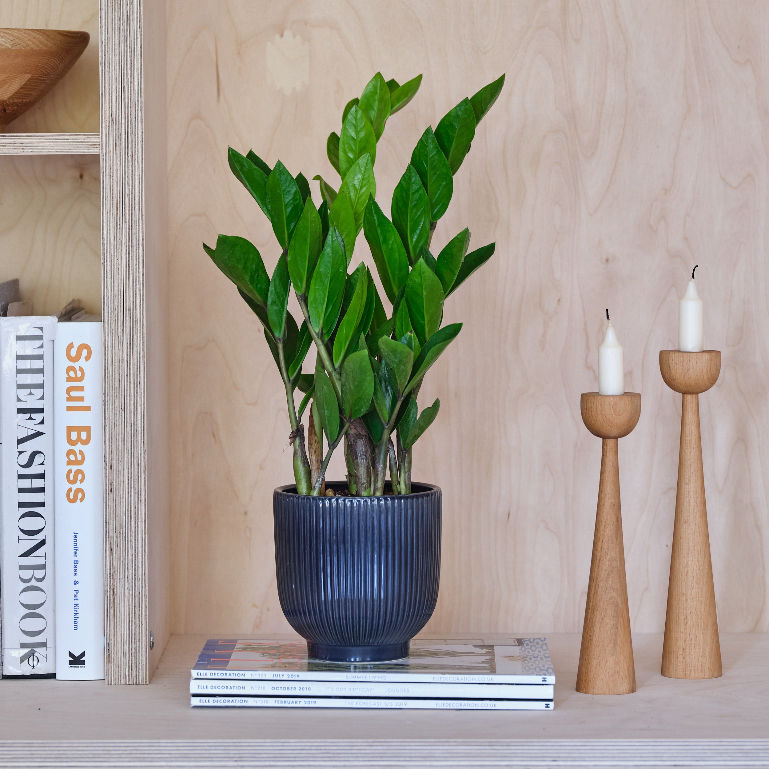 ZZ House Plant in Ribbed Pot Ceramic Navy ZZ House Plant in Ribbed Pot Ceramic Navy