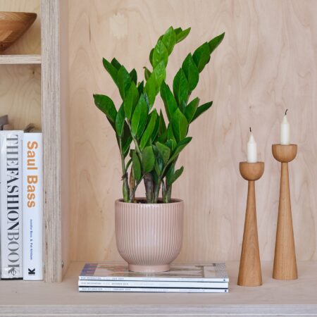ZZ House Plant in Ribbed Pot Ceramic Pink