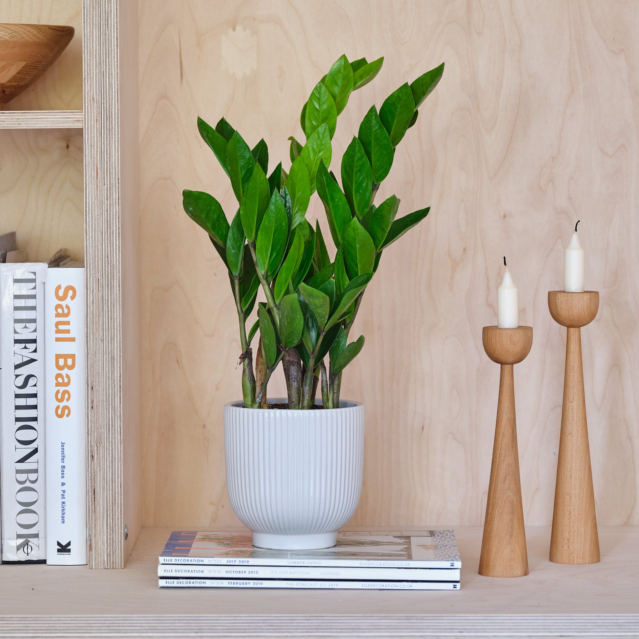 ZZ House Plant in Ribbed Pot Ceramic White ZZ House Plant in Ribbed Pot Ceramic White