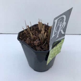 Zebragræs 'Gold Breeze' Potte 2 liter.
