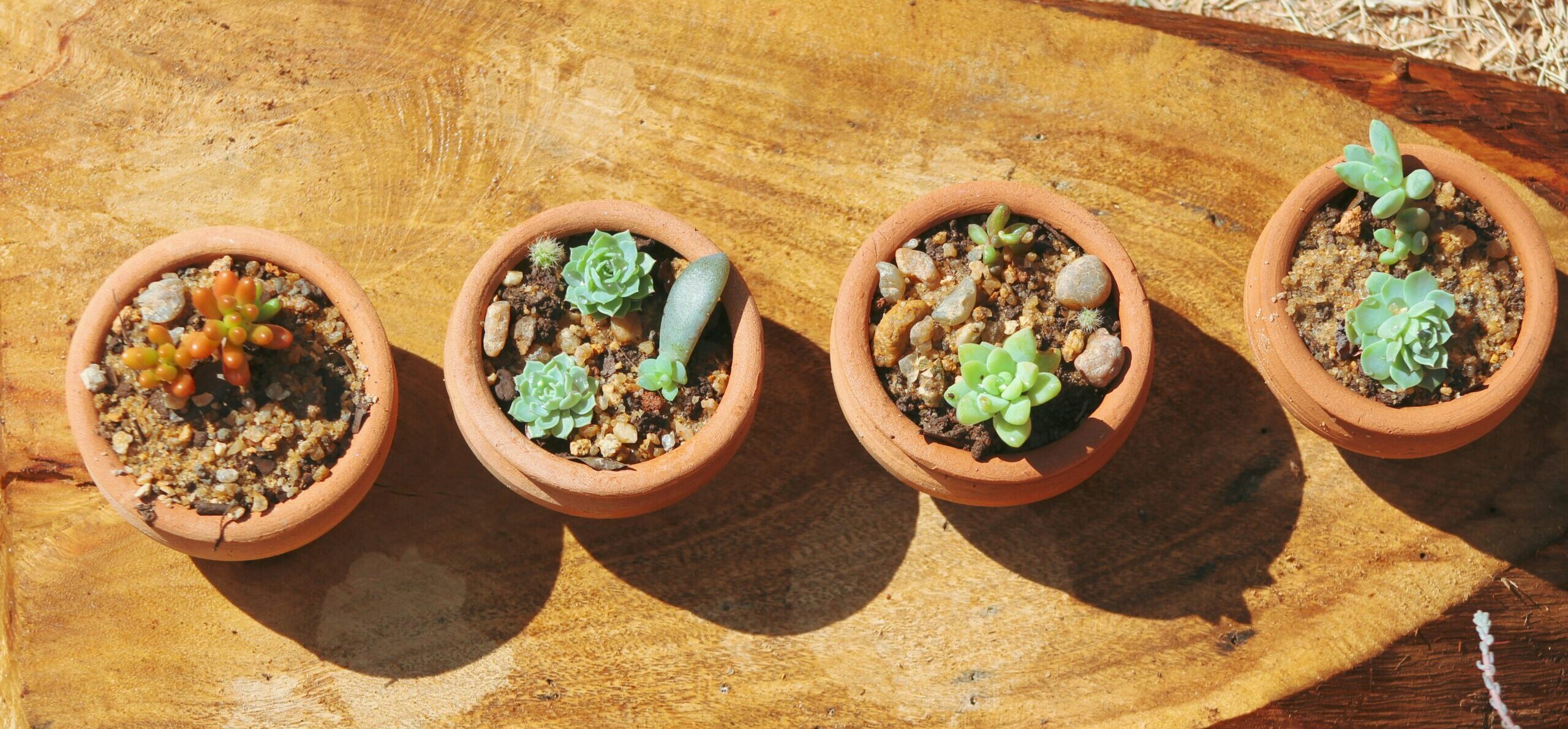 terracotta urtepotter med succulenter